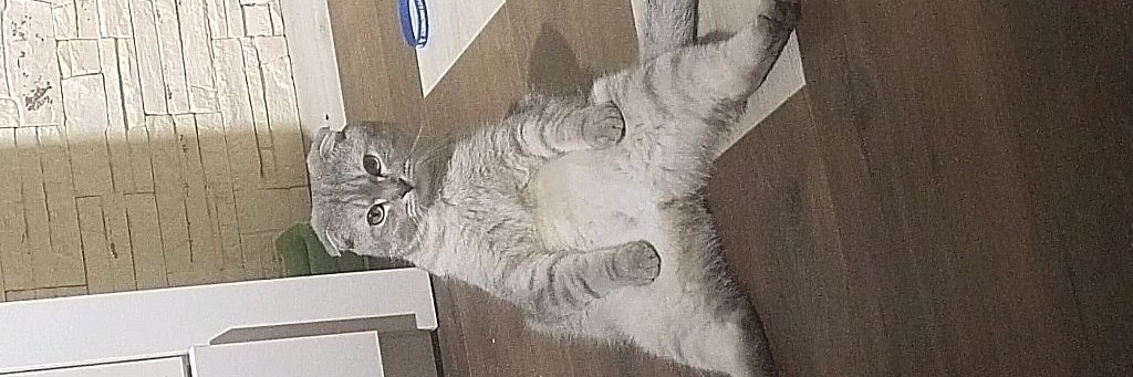 Тихон, Тишенька, Тихоня