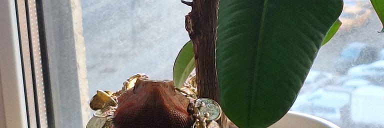 Никита и Бадди