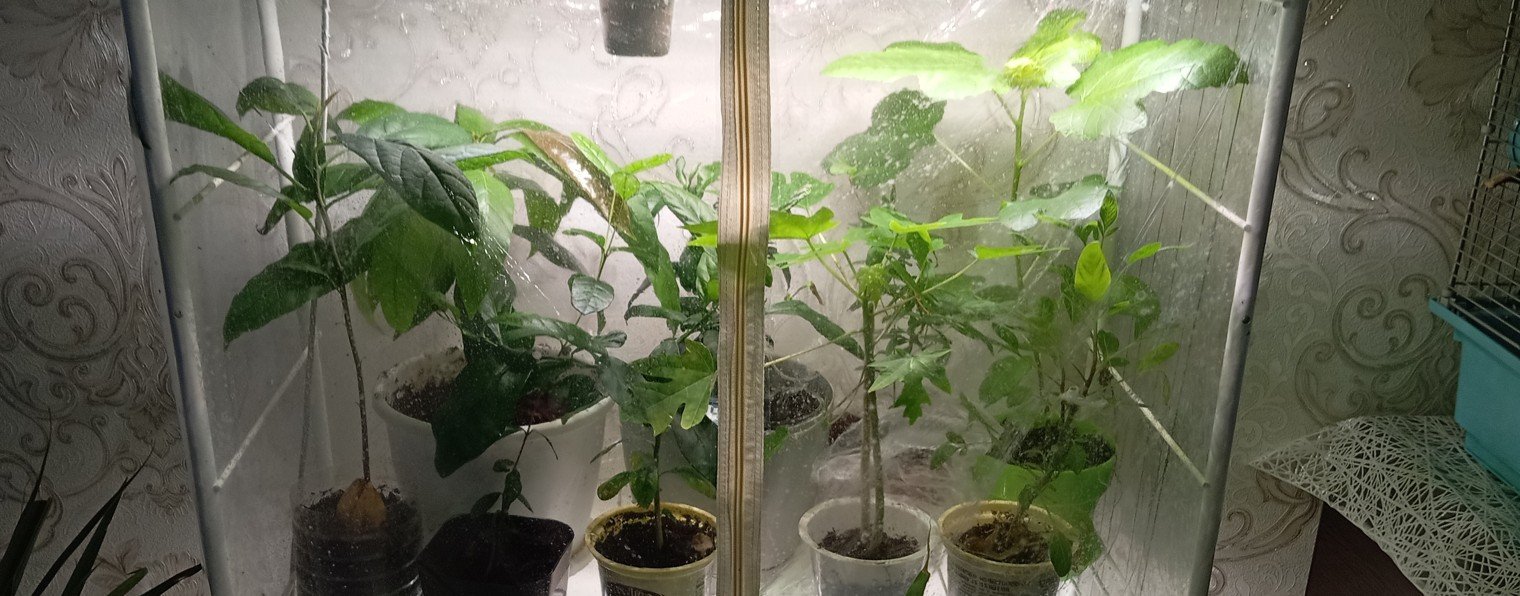 Серхиум Прайс