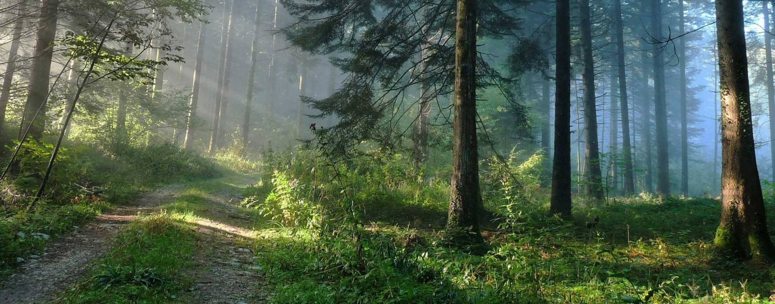 Дарья Свет