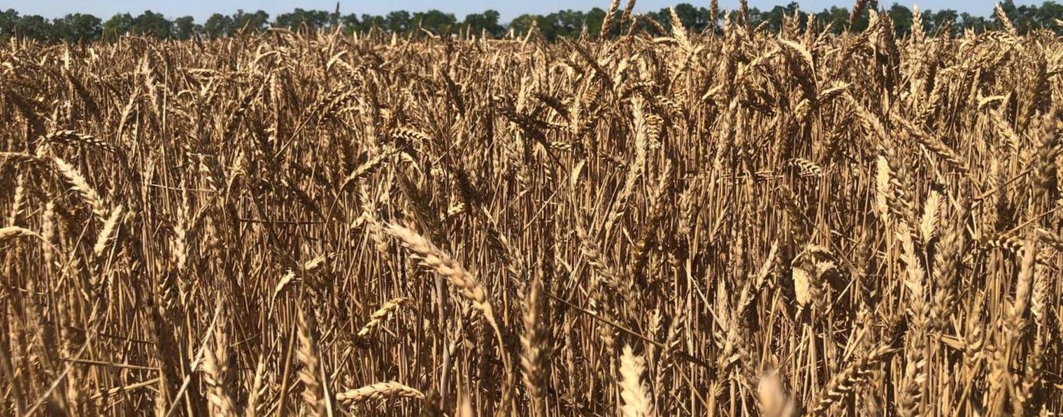 Донской филиал ФГБУ "ЦОК АПК"