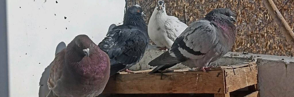 Любовь и её голуби