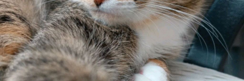 Симбочка Милочка 🐱😸😻