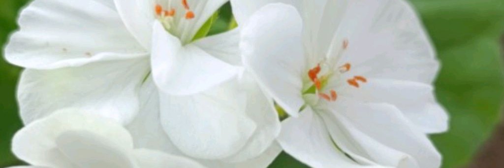 Мой будущий сад 🌹 Таня