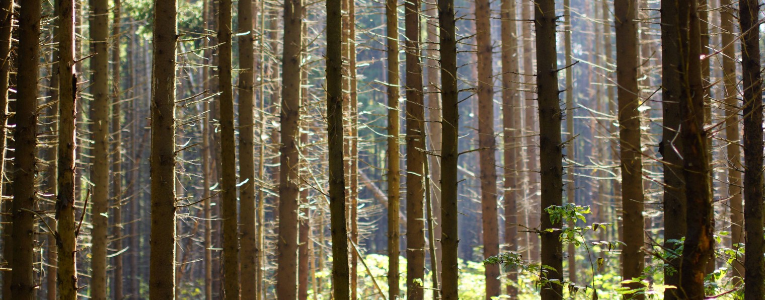 Катерина Штамбор