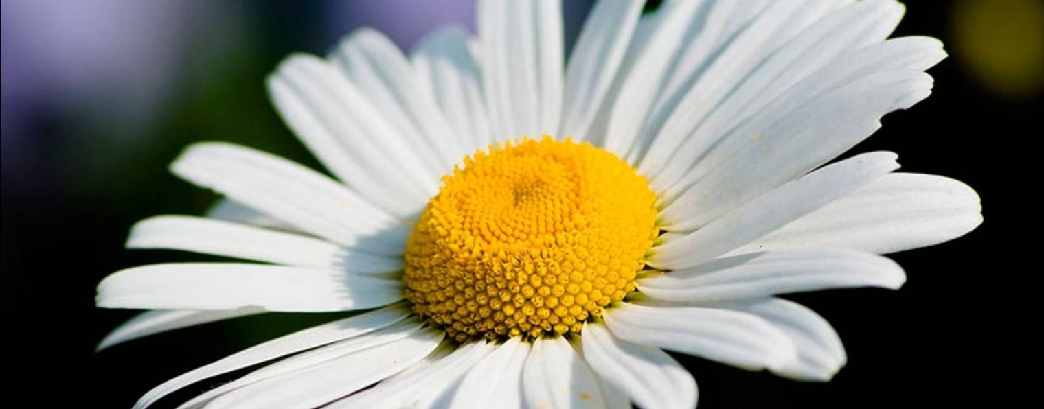 Диана Зеркало Таро