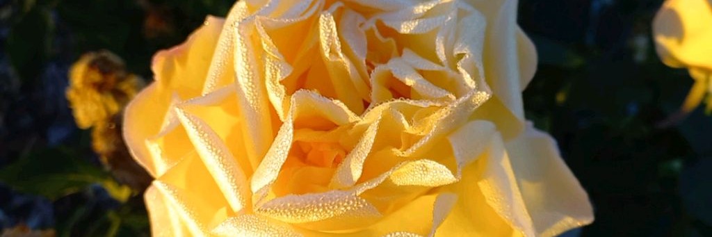 Цветочная отрада