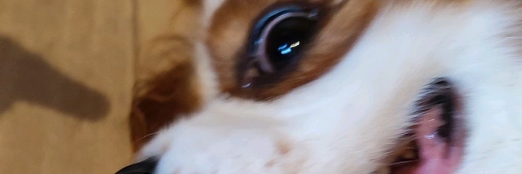 ‧₊˚✧[Фуррий Чёрный Лапа24]✧˚₊‧