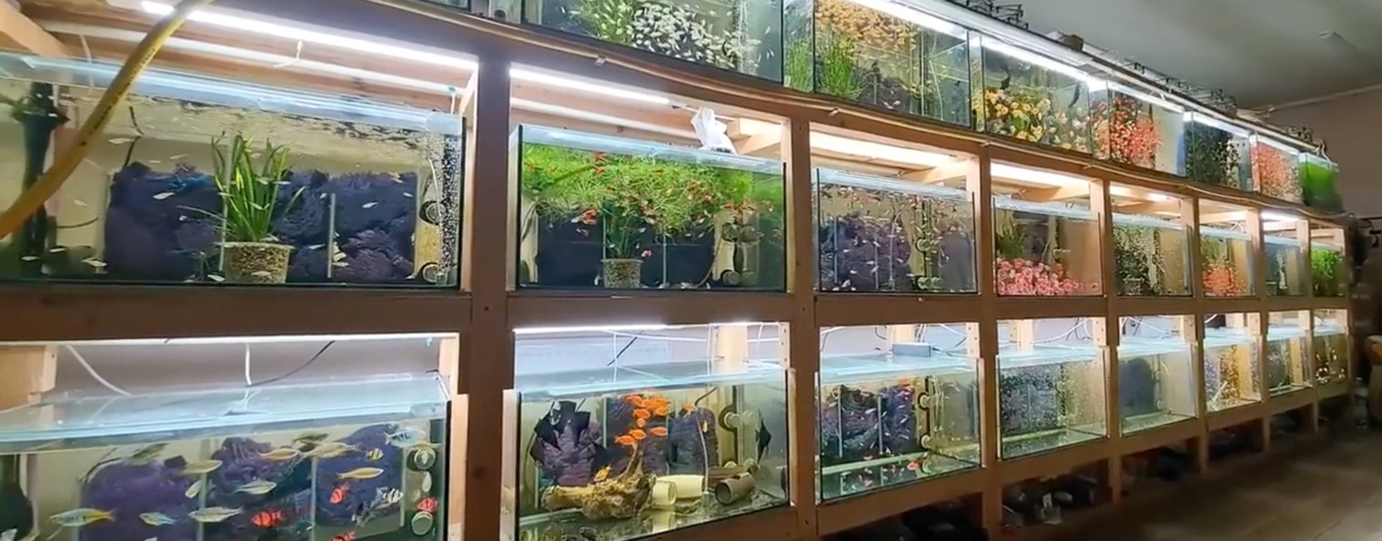 Будни Аквариумиста