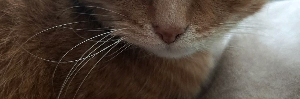 Манул Котофей