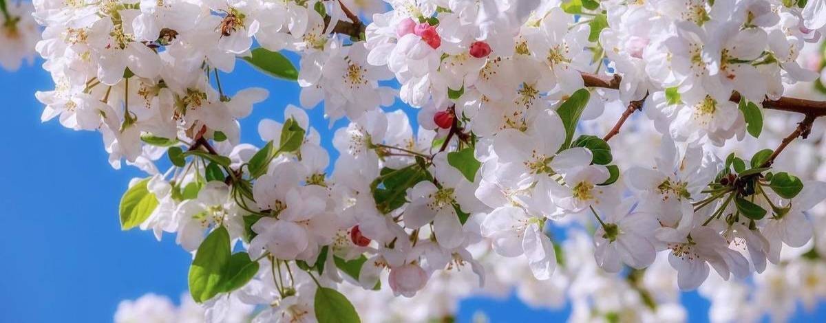 Су Джок с Ангелиной Пасхалиди