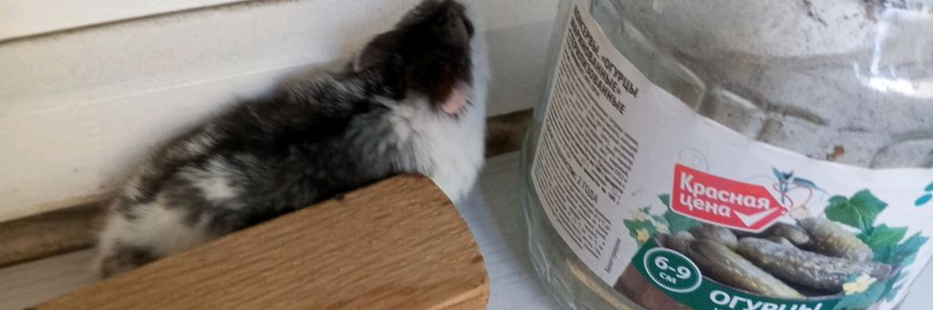 Хомячок И Жигули ТВ 🐹✅