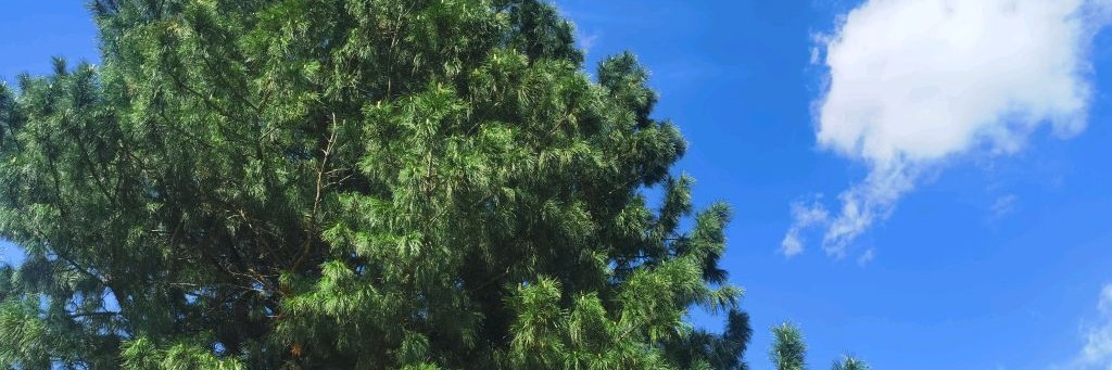 Давай Попробуем!