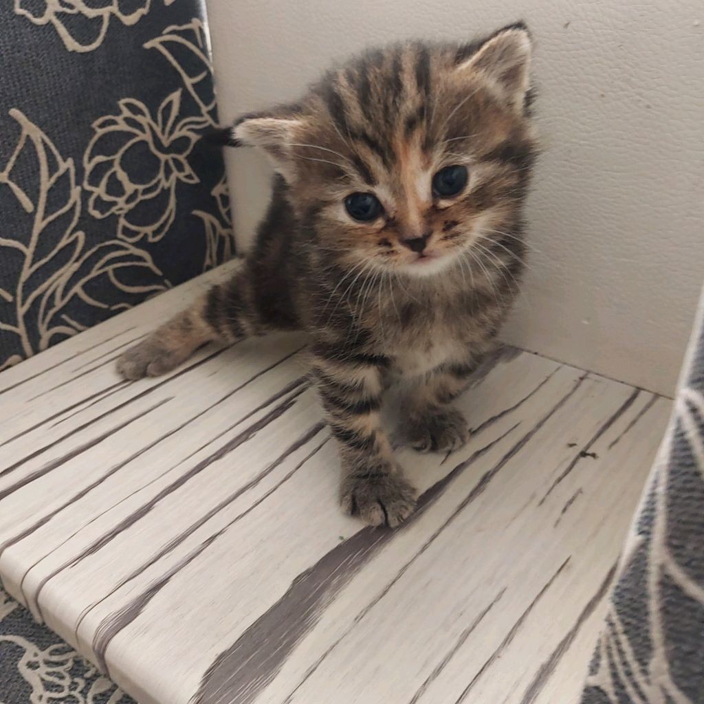 Котята