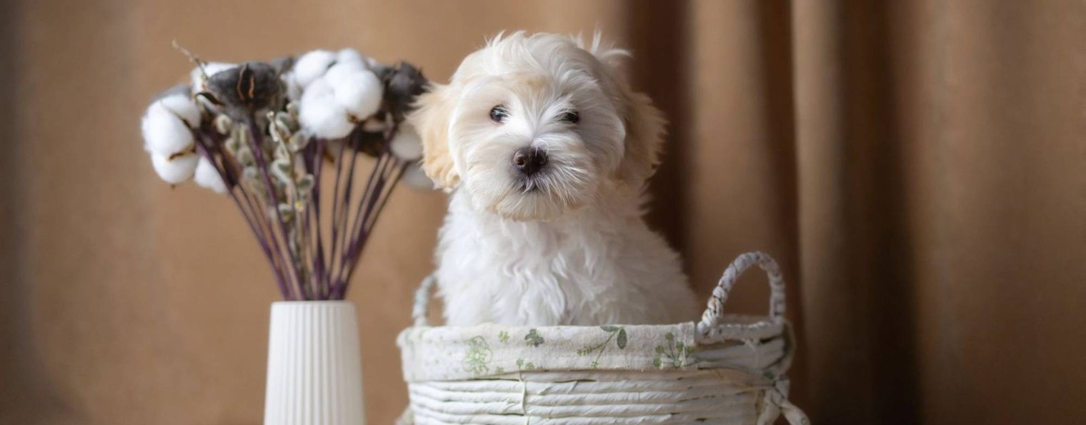 Puppypower