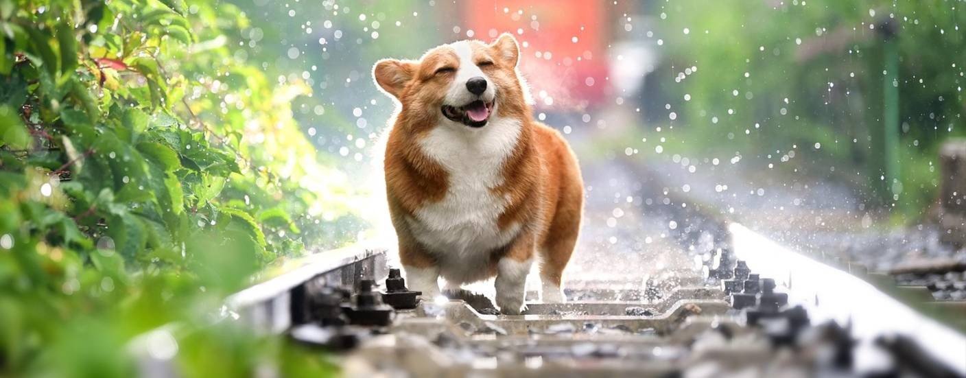Музыка Снов