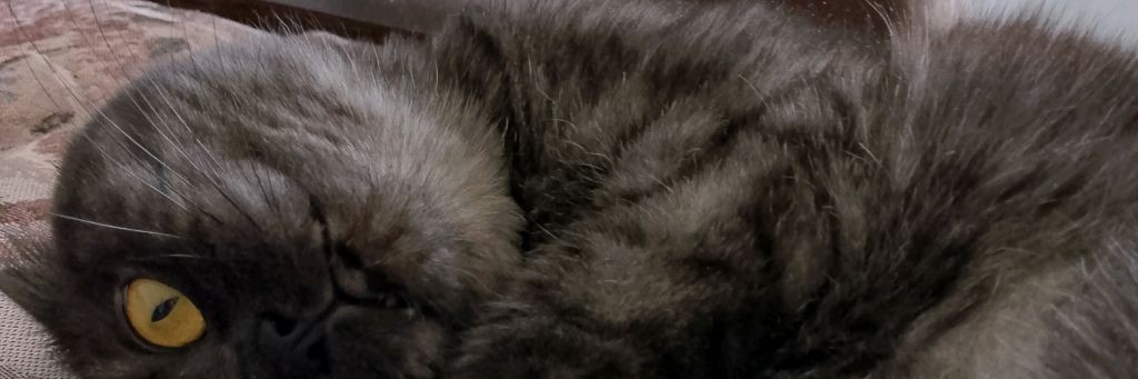 Котмаргот