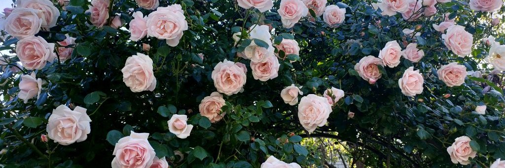 Аннет-про цветОК