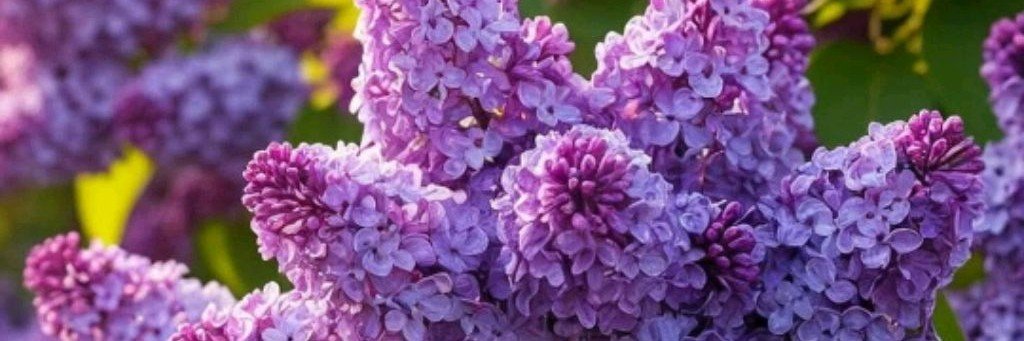 Ольга Весна🌷