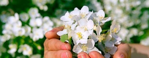 Комнатные растения Flowers & Вкус Жизни.