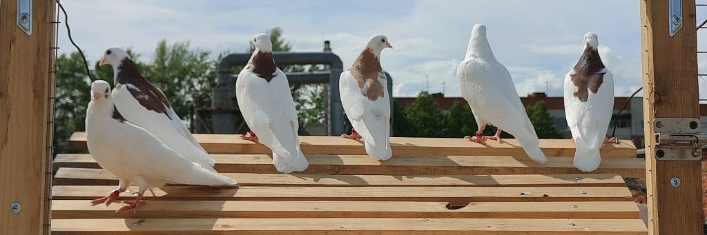 Голуби - 🕊Пернатые Ангелы