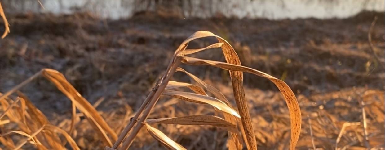 ТАЁЖНЫЕ ЗАМЕТКИ