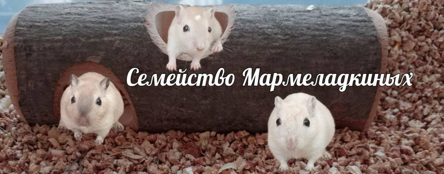 Жизнь семейства Мармеладкиных. Песчанки