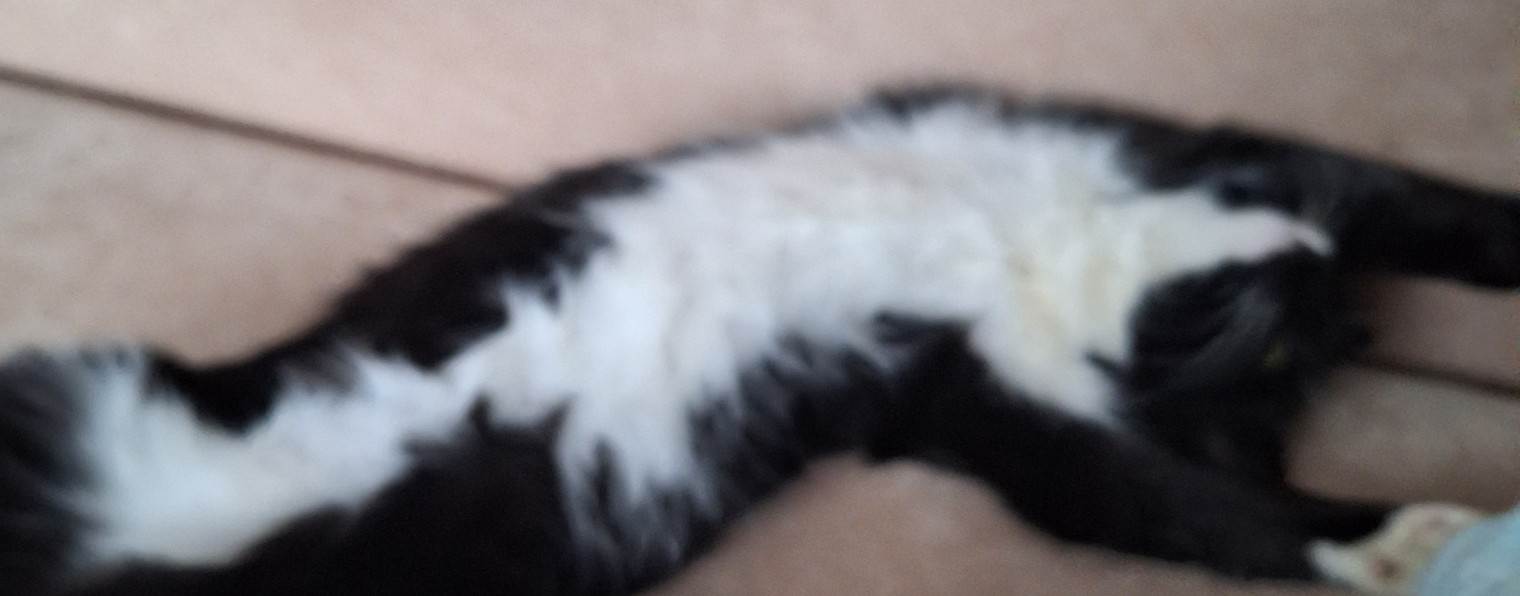 Милый котик
