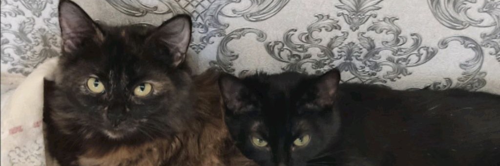Kotayra & igor