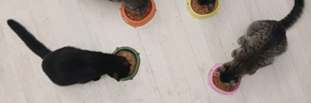 Котёнок Ен от