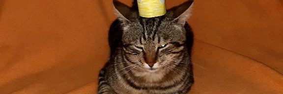 🐱CAT МУЛЬТИК🐱