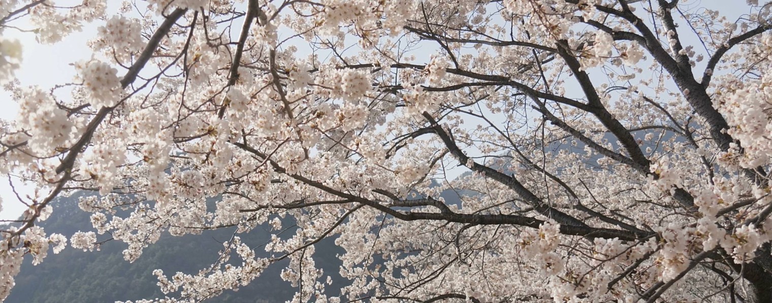 LOVE KOREAN
