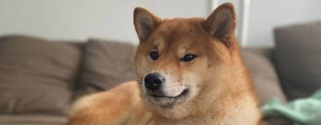 Круги Сиба Ину