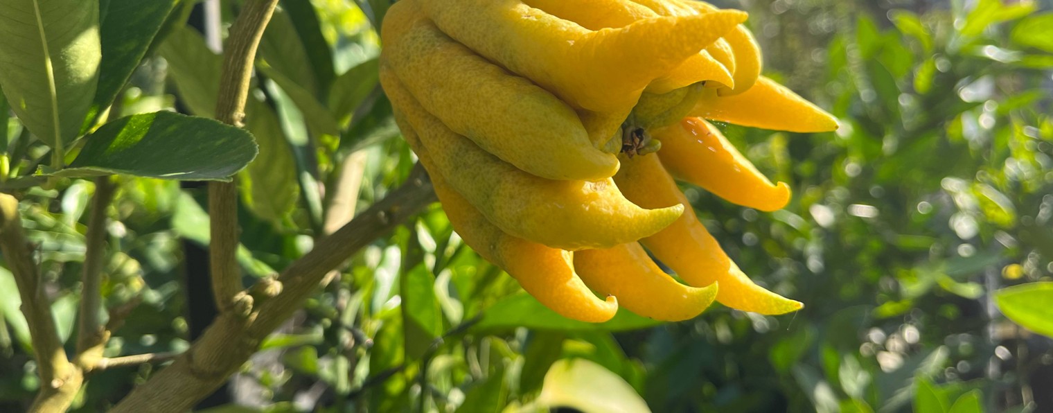 CitrusParadise