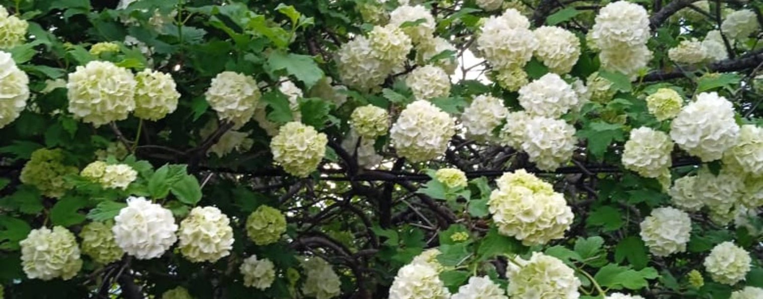 Диана Деева