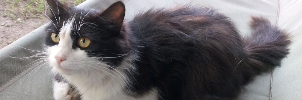 Тёмыч-Артёмыч