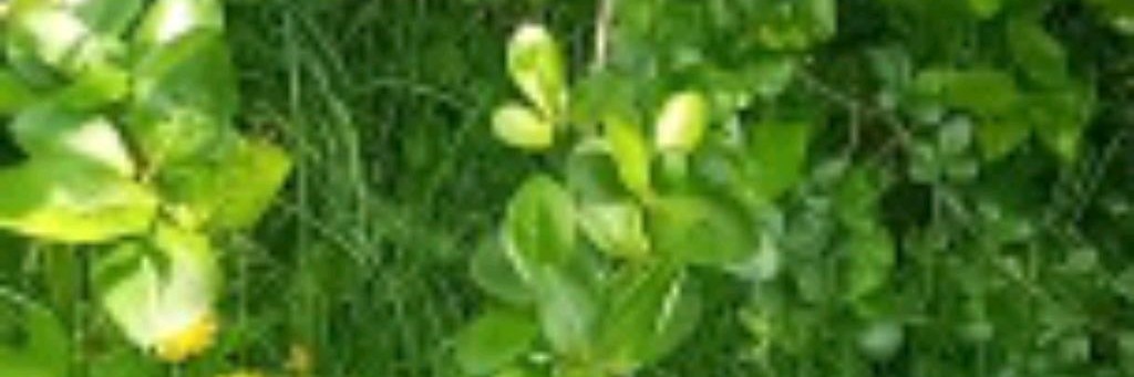 VedmaAnastacia