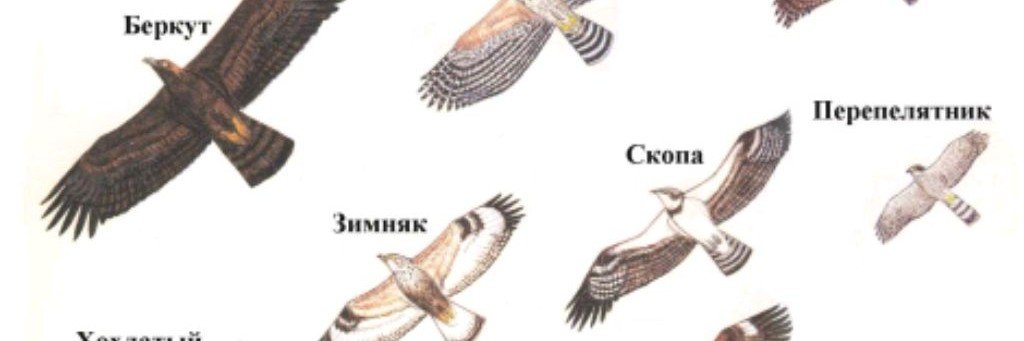 Сокол