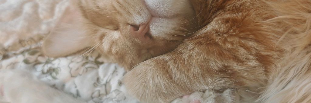 Коми_Контент