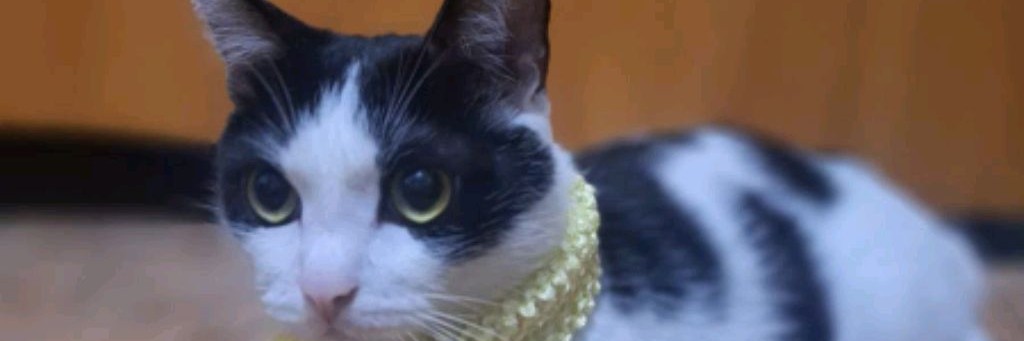 Вероничка и Басик😺