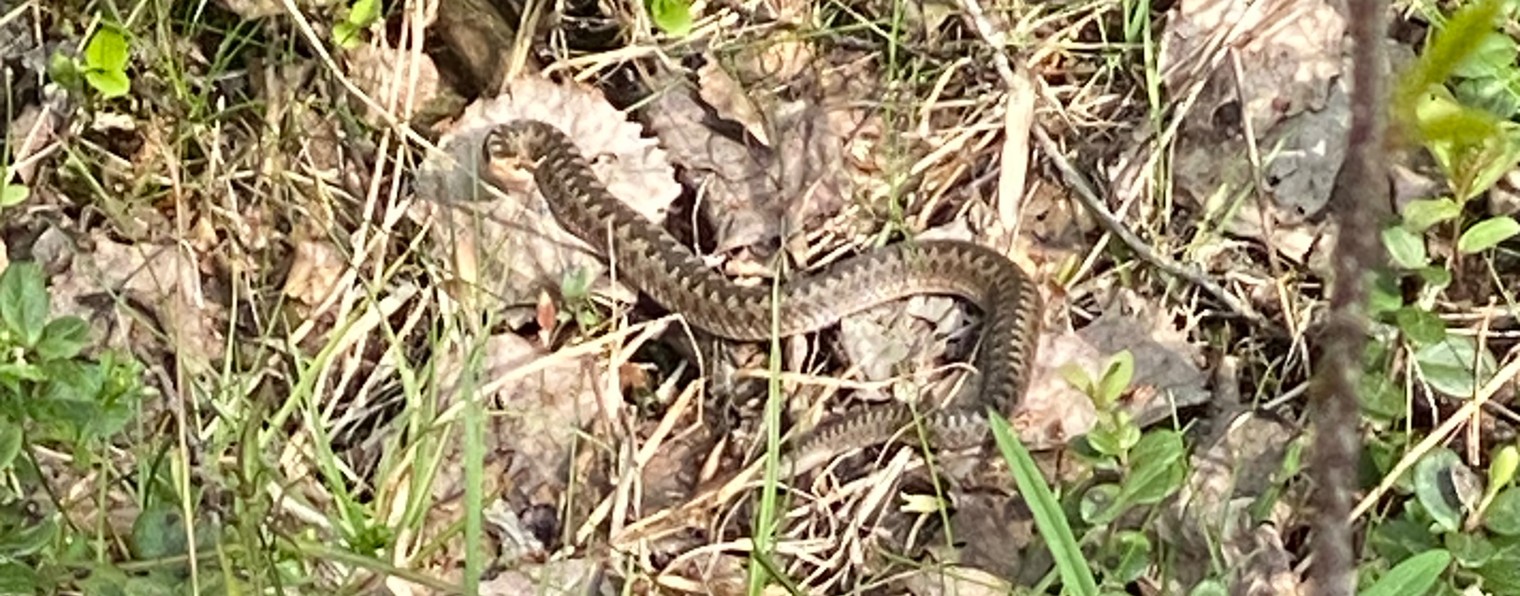 Mr.Snake