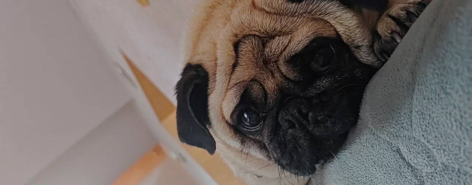 bonniepug