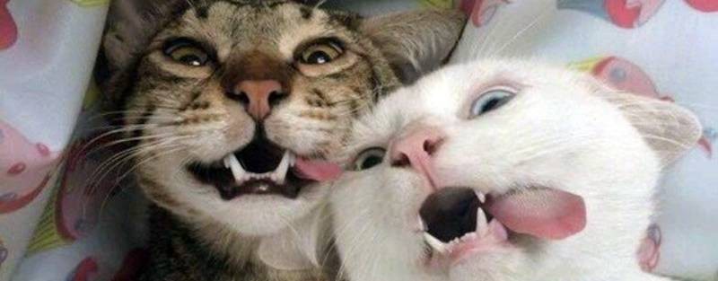 Funny Cats