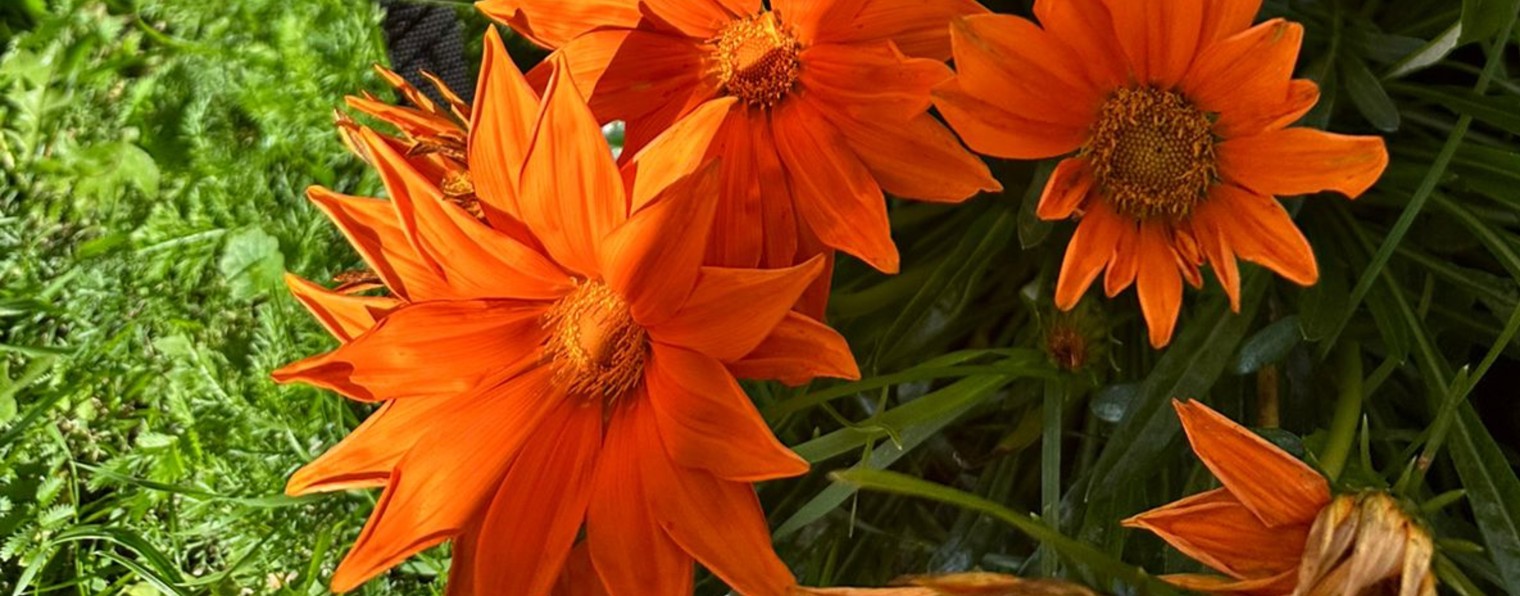 Alenaflower
