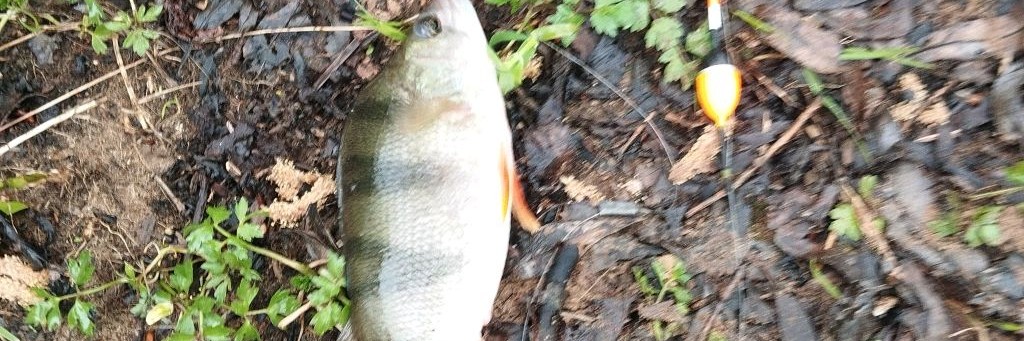 Рыбалка В Смоленской Области 🎣 и Не Только 🐟