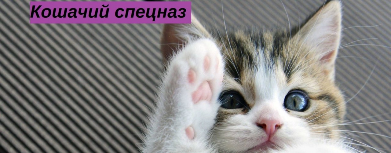 Ариана PLAY