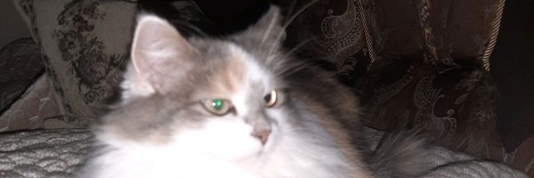 Gorgey__Gema