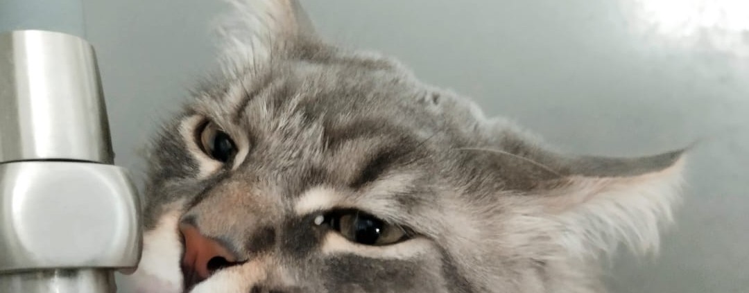 Gachacat