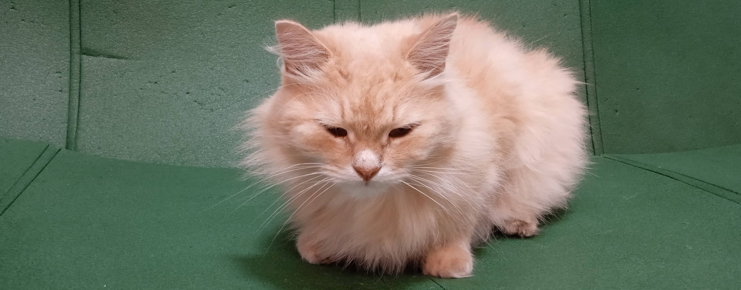 Приколы с этим котом