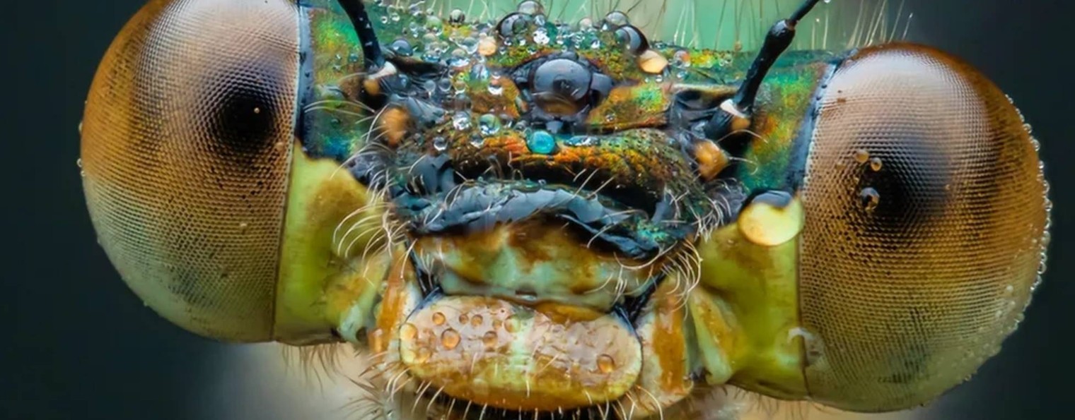 Самые удивительные насекомые / Insecta
